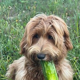 Australian Cobberdog Puppies from Faberge Australian Cobberdogs