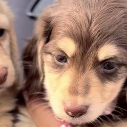 Bulldogs, Dachshunds, and Poodles from Short N' Sweet Ranch