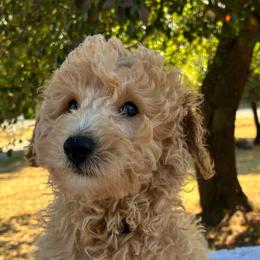 Willard - Cream male Aussiedoodle puppy in Oklahoma City, Oklahoma from Foneb Farm - The F1B Farm