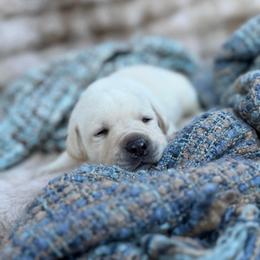Quiver - Yellow male Labrador Retriever puppy in Sweet Home, Oregon from Knotty Creek Labradors