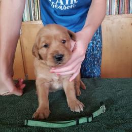 Green boy - Golden male Golden Retriever puppy in Merino, Colorado from High Plains Goldens