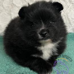 AKC DEKU - Black female Pomeranian puppy in Watkins Glen, New York from Wicked Spirits Pomeranians