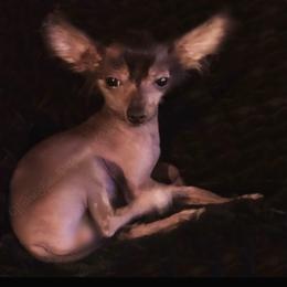 Chihuahua and Chinese Crested Puppies from Western Kentucky Chihuahua’s and Chinese Crested’s