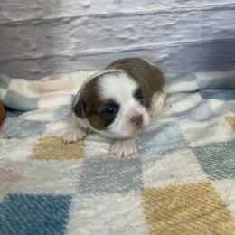 Libby - Silver female Shichon puppy in Moulton, Iowa from Shondel Puppy Paws
