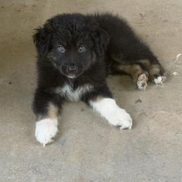 Australian Shepherd Puppies from Kamm's Aussies