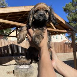 Cocker Spaniel Puppies from SassyCockerG