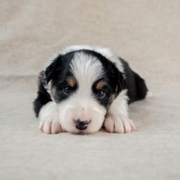 Forge - Black tri-color male Australian Shepherd puppy in Aberdeen, North Carolina from Huckleberry Hill Aussies LLC.