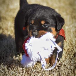Rottweiler Puppies from Gottlïchen Rottweilers