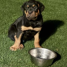 Green boy - Black and mahogany male Rottweiler puppy in Colorado Springs, Colorado from Von Locher Rotties