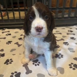 Boy 1 - Liver and white male English Springer Spaniel puppy in Knoxville, Maryland from Shay-Dee Springers
