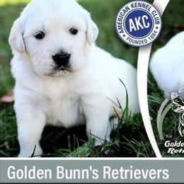 Golden Retriever Puppies from Golden Bunns Retrievers