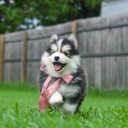 Taro - Black and white male Pomsky puppy in Trenton, Texas from Blissful Paws Pomskies