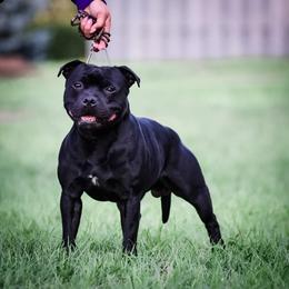 Staffordshire Bull Terrier puppies from Takedown Staffords