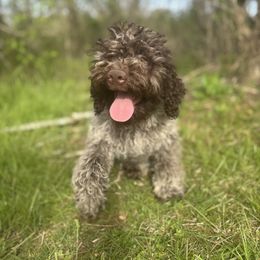 Hank - Brown roan Lagotto Romagnolo puppy in Chuckey, Tennessee from Willow Creek Kennels