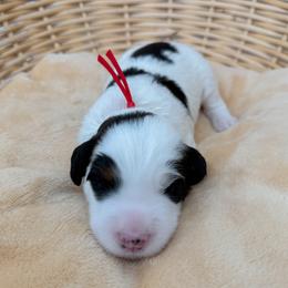 Prongs - Tri-color male Bernedoodle puppy in Apache Junction, Arizona from Coffey House Doodles