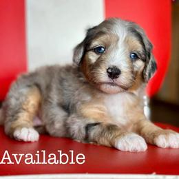 Brownie - Blue merle female Aussiedoodle puppy in Lancaster, Minnesota from Finney Ranch