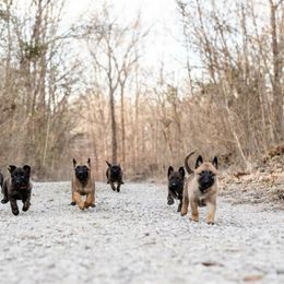 Belgian Malinois Puppies from S & S Kennel