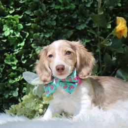 Lucky - Dapple male Dachshund puppy in Woodbine, Georgia from Bowdachs Cream Pies