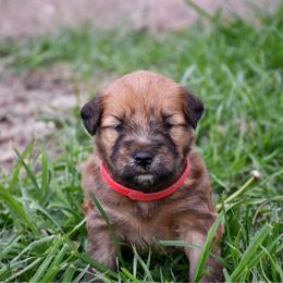 Twizzler - Wheaten male Soft Coated Wheaten Terrier puppy in Kirksville, Missouri from BellSharps Australian Shepherds