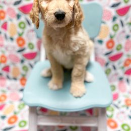 Orange - Goldendoodle puppy in Shreveport, Louisiana from Faith's Southern Goldendoodles