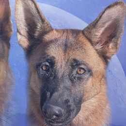 German Shepherds from Von Arc German Shepherds