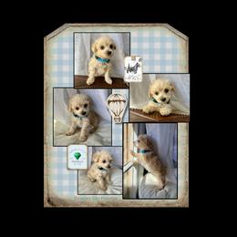 Yorkipoo Puppies from Emerald City Poodles