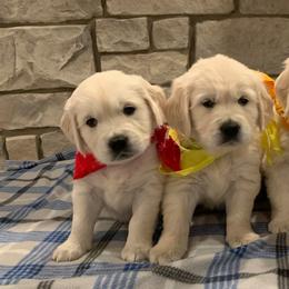 Golden Retriever Puppies from Pheasant Run Goldens