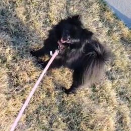 Princesa - Pomeranian
