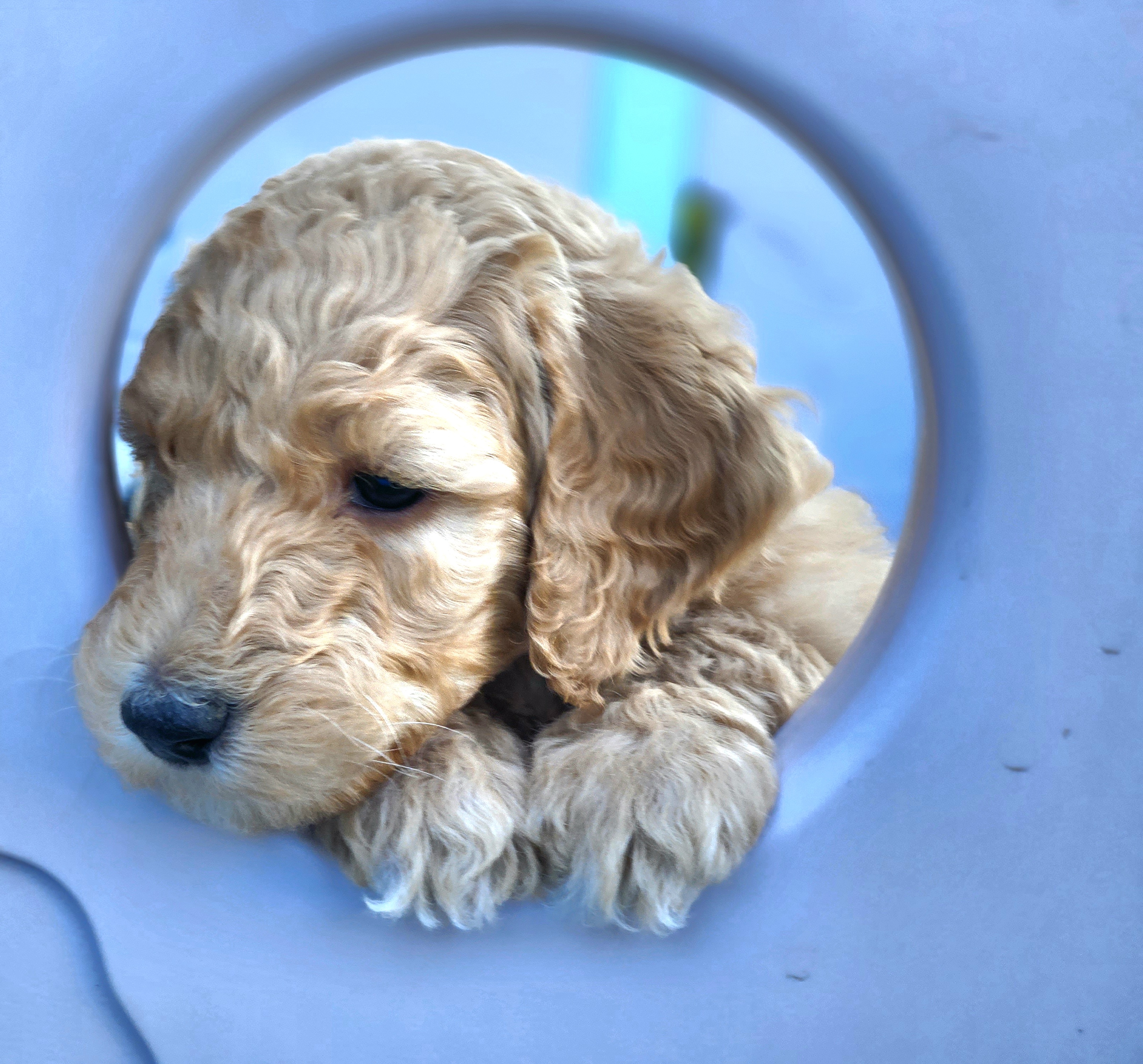 Miss Ruby Rose - Apricot Goldendoodle puppy in Longview, Washington from Goldensky Doodles