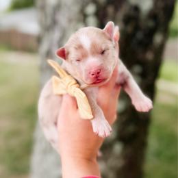 Ciabatta - Merle female Pomsky puppy in Cleveland, Ohio from Lake Point Pomskies