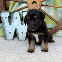 Professor - Black tri male Miniature Australian Shepherd puppy in Checotah, Oklahoma from Wild Outlaw Aussies