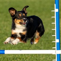 Miniature Australian Shepherds from Desert Bloom Ranch