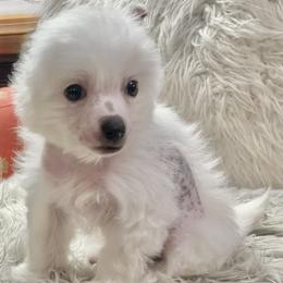 Chinese Crested puppies from The Cranberry Dog