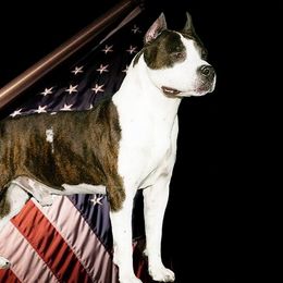 Tommy - American Staffordshire Terrier