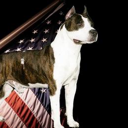 Tommy - American Staffordshire Terrier