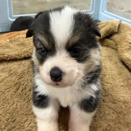 Boy 2 - Black and tan male Pembroke Welsh Corgi puppy in Moulton, Alabama from Reed's Pembroke Corgi Welsh