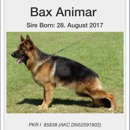 Bax - German Shepherd