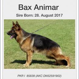 Bax - German Shepherd