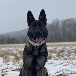 Hermann - German Shepherd