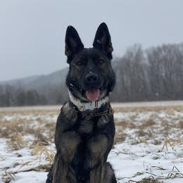 Hermann - German Shepherd