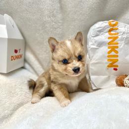 Macaron - Merle male Pomsky puppy in Sanbornton, New Hampshire from Kristie’s Husky Haven