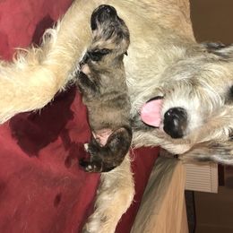 Maggie  - Irish Wolfhound