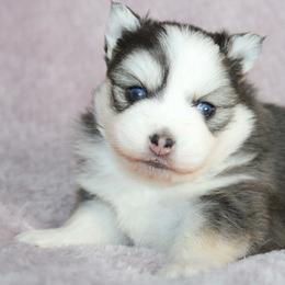 Mango - Black and white female Pomsky puppy in Centerville, Iowa from LJ Kennels Pomskies, LLC