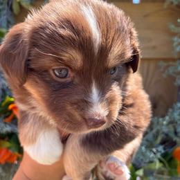 Feta - Red tri-color female Miniature American Shepherd puppy in Oak Hill, West Virginia from New River Gorgeous Puppies
