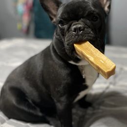 French Bulldogs from Crowfoot Farms