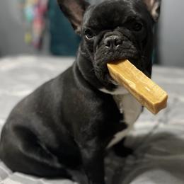French Bulldogs from Crowfoot Farms