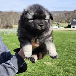 Keeshond Puppies from Hocking Hills Keeshonds
