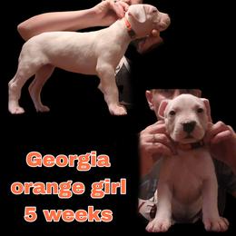 Girl 3 - orange girl - White female Dogo Argentino puppy in Blythe, California from Dogos del Gran Reino
