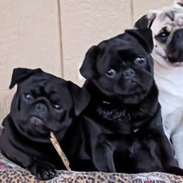 Hoskinspugs - Fawn male Pug puppy in Olympia, Washington from Hoskinspugs