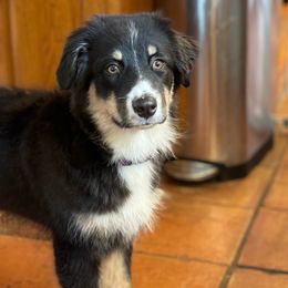 Australian Shepherd Puppies from Discovery Hill Australian Shepherds